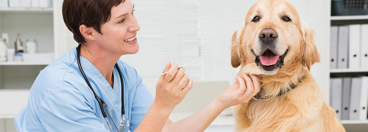 河南成考高起專(zhuān)畜牧獸醫(yī)專(zhuān)業(yè)