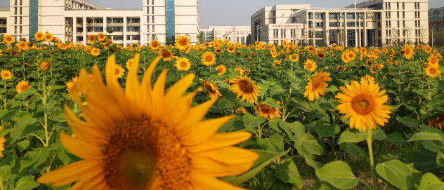 修武縣職業(yè)技術(shù)學(xué)校 修武縣職業(yè)技術(shù)學(xué)校